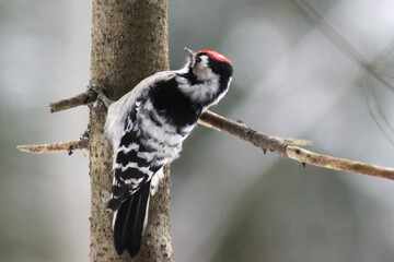 Lesser spotted woodpecker (Dryobates minor) on spruce tree searching food in bark, blur background, winter season close up, Europe, Latvia.