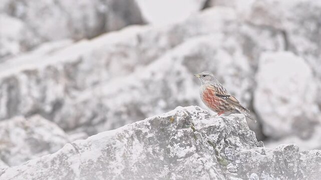 Among the rocks in the mountain areas, the Alpine accentor (Prunella collaris)