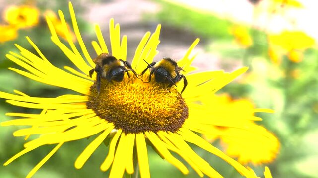 Bumblebee pollinate the flowers of Inula magnifica.