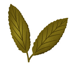 leaf isolated on transparant background