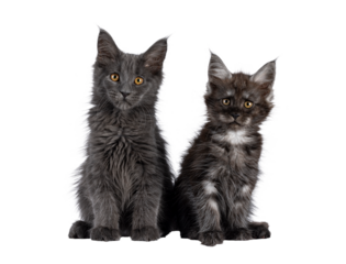 2 Maine Coon cat kittens, sitting together facing front. Looking towards camera. Isolated cutout on a transparent background.