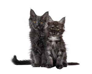 2 Maine Coon cat kittens, sitting together facing front. Looking towards camera. Isolated cutout on a transparent background.