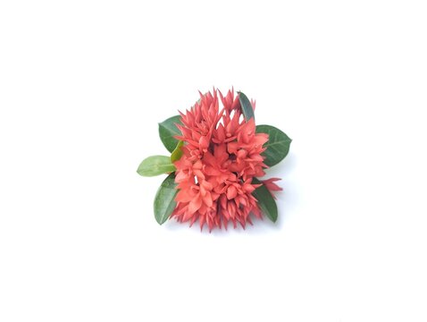 Beautiful red Asoca flowers isolated on white background. Floral decoration. Botanical photography for design 