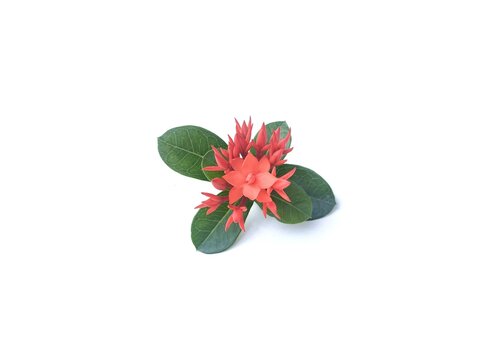 Red Asoca flowers isolated on white background. Floral decoration. Botanical photography for design 
