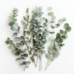 fresh eucalyptus branches on white background