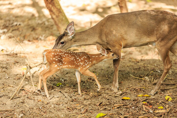 A mother deer is nursing her baby deer