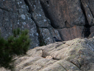 Corse - Randonnée - Punta Velaco - Aiguille de Bavella