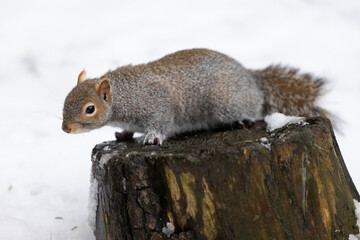 Winter snow scene of a Grey Squirrel (Sciurus carolinensis) Yorkshire, UK in January