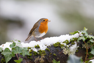 Robin (erithacus rubecula) on an ivy and snow covered log, eating a mealworm. Yorkshire, UK in January