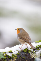 Adult Robin (erithacus rubecula) crouched on a snowy log with a wintry, white background - Yorkshire, UK in January