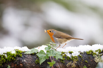 Robin (erithacus rubecula) eating a mealworm whilst standing on a snowy log - Yorkshire, UK in January