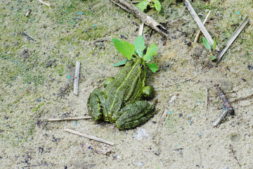 Green frog on sandy ground near vegetation.