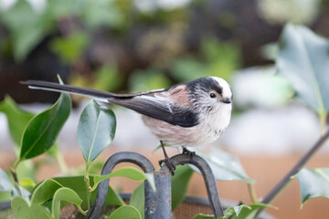 Long Tailed Tit (Aegithalos caudatus) perched on a graden feed tray - Yorkshire, UK in January