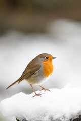 Portrait of a Robin (erithacus rubecula) standing on snow with a wintry, white background - Yorkshire, UK in January