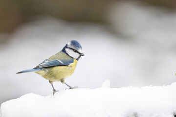 Winter close up of a Blue Tit (Cyanistes caeruleus) on snow. Yorkshire, UK, January