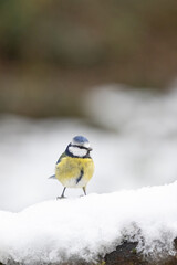 Vibrant blue and yellow Blue Tit (Cyanistes caeruleus) perched on a snowy log in Winter. Yorkshire, UK, January