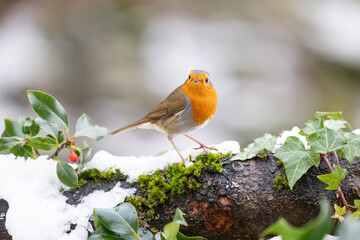Festive Robin (erithacus rubecula) on a snowy log with holly, red berries and ivy. Winter scene. Yorkshire, UK in January