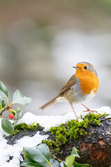 Festive Robin (erithacus rubecula) on a snowy log with holly and red berries. Winter scene....