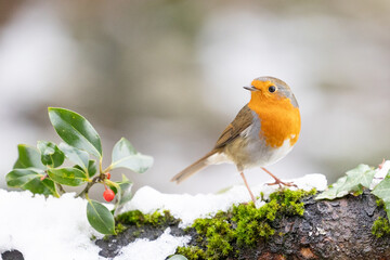 Festive Robin (erithacus rubecula) on a snowy log with holly and red berries. Winter scene. Yorkshire, UK in January