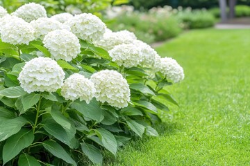 Lush Green Garden Featuring Beautiful White Hydrangea Blossoms in Summer Bloom