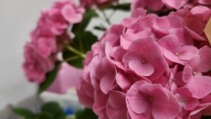 flower,hydrangea