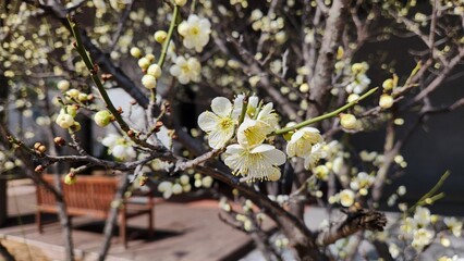 blooming tree