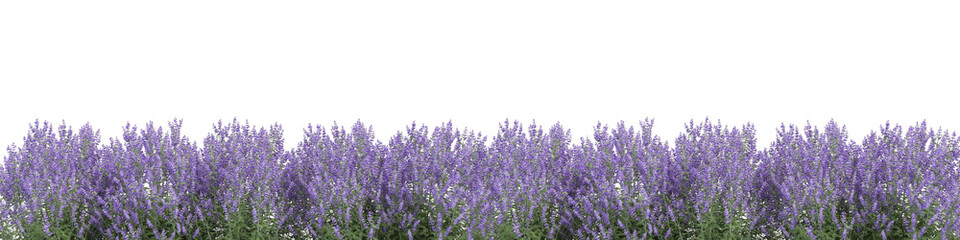 lavender isolated on white background