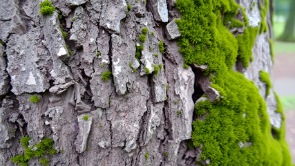 Tree bark close-up showing rough texture and moss. Generative AI