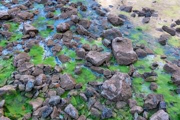 Close-up view of rocky shoreline of alpine lake Gruener See covered in patches of green algae in Tragoess, Styria, Austria. Shallow water creating shimmering effect. Unique environment, Austrian Alps