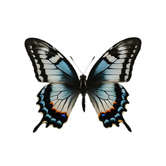 Obraz premium Beautiful Realistic Butterfly with Vibrant Wings on Transparent Background