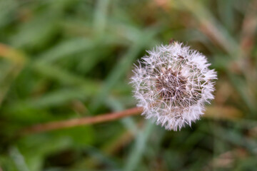 Seeds of the dandelion; dandelion fluff, gone to seed.