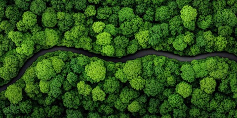 Lush Green Tree Canopy Above Meandering River in Dense Forest Landscape