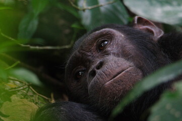 Chimpanzee in Kyambura gorge, close to Kimbale national park, Uganda, East Africa