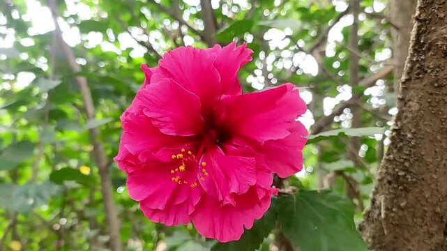 Hibiscus flower, Indian name Jaswand. Flower which is used to worship Lord Ganesha.