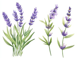 lavender plant illustration on white background