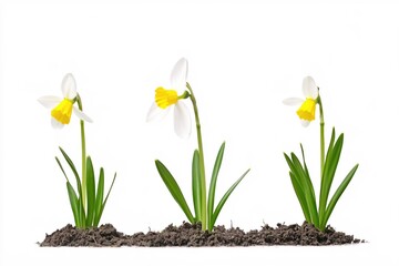 Beautiful Spring Flowers Blooming in Rich Dark Soil Against Clean White Background