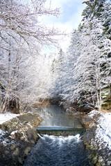 Winter sunny day in the park with flowing water. Snow cowered trees