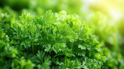 A lush patch of green parsley growing in a garden, with sunlight filtering through its delicate leaves, captured in selective focus.