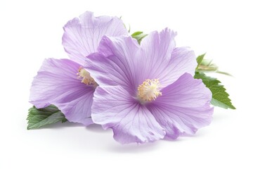 Fototapeta premium close up of two light purple hibiscus flowers with leaves against a white background