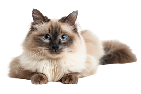 Elegant Ragdoll Cat Pose Isolated on Transparent Background