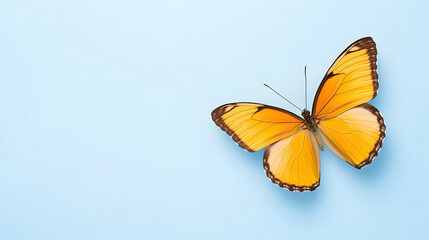Obraz premium Orange butterfly on light blue background; nature, serenity, spring; ideal for greeting cards or websites.