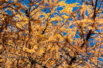 Vibrant larch tree in full autumn glory. Needles are brilliant shade of yellow, creating striking contrast against clear blue sky. sense of peace, tranquility. Beauty of changing seasons Austrian Alps