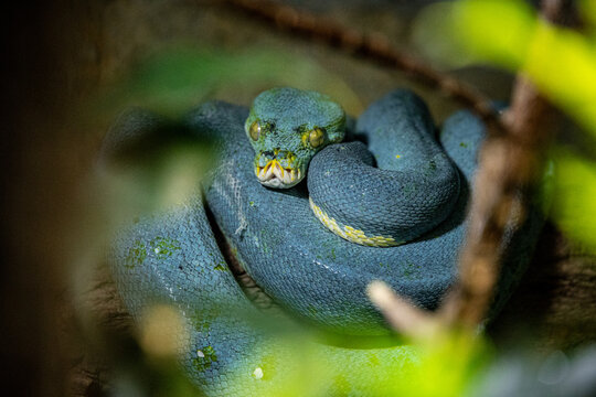 Green Tree Python hiding