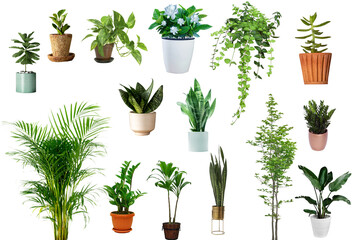 set of herbs
