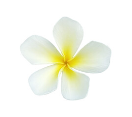 The frangipani flower isolated on white