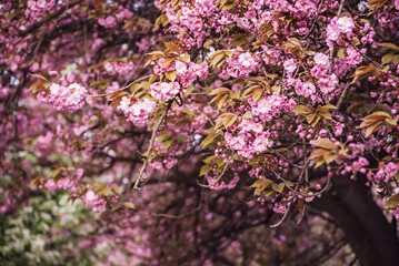 Sakura flowers blooming, spring seasonal Easter background