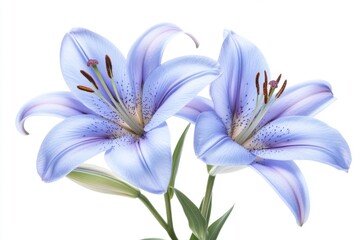 Elegant blue lilies in a floral arrangement against a clean white background