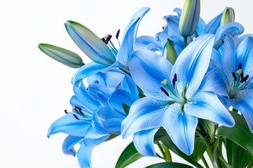 Obraz premium Elegant blue lilies in a floral arrangement against a clean white background