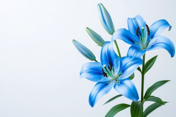 Elegant blue lilies in a floral arrangement against a clean white background