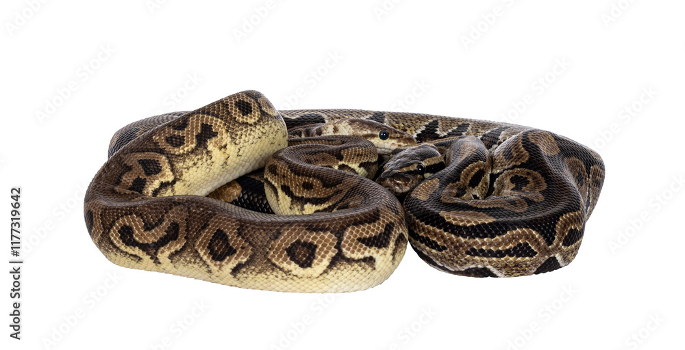 Aufkleber Two morphs of Ball Python aka Python Regius, tangled up and living as friend. Isolated cutout on a transparent background.